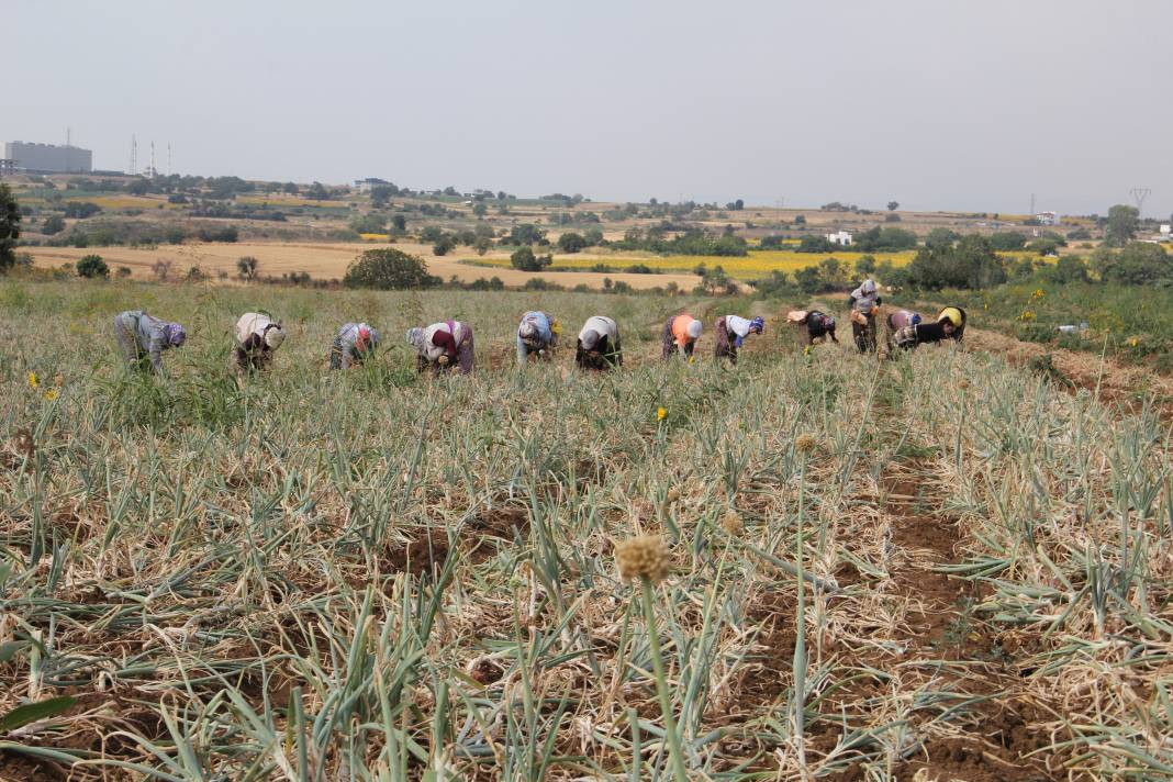 Hasadı başladı kilosu 30 TL. Şafak vakti toplanıyor Kansere kalkan oluyor - Resim: 5
